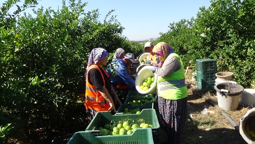 Mersin'de hasadı başladı: Kilosu 8 liraya satılıyor 5